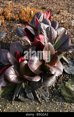 Elephant's Ears or Pigsqueak, Bergenia purpurascens, Saxifragaceae, Asia. Stock Photo