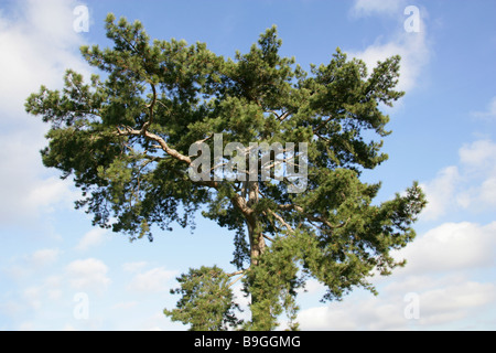 Black Pine, Pinus nigra ssp. laricio, Pinaceae, Corsica, Italy Stock Photo