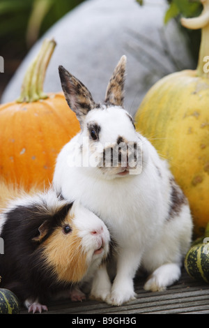 Dwarf-rabbits Leporidae guinea pigs Cavia porcellus portrait Alertly observing outsides gaze camera Cavia porcellus friends Stock Photo