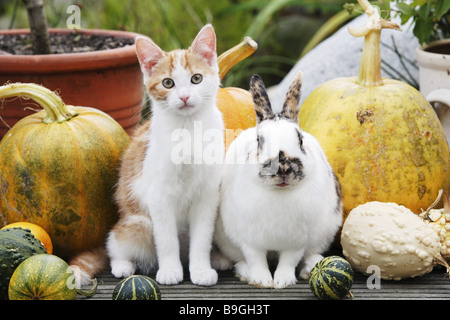 House-cat Felis catus dwarf-rabbits Leporidae young full length portrait Pumpkin Alertly observing outsides gaze camera Felis Stock Photo