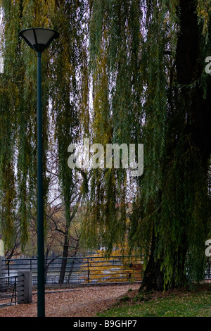 Willow on Vltava river embankment in autumn with lamppost on foreground. Prague. Stock Photo