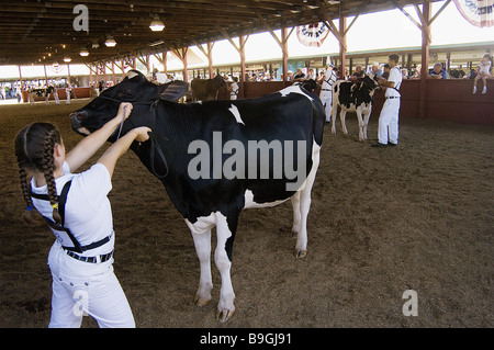 4H girl showing her calf at the Dutchess County Fair in Rhinebeck, New York Stock Photo