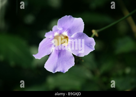 Blue Trumpet Vine, Laurel Clock Vine or  Babbler's Vine, Thunbergia laurifolia, Acanthaceae, Brazil Stock Photo