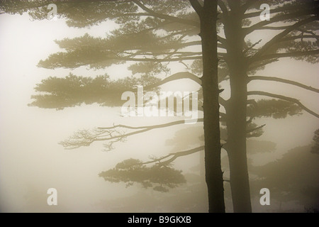 Huangshan mountains Huangshan pine Pinus hwangshanensis fog Anhui Asia excerpt treetop dangerous beige botany trees China Stock Photo