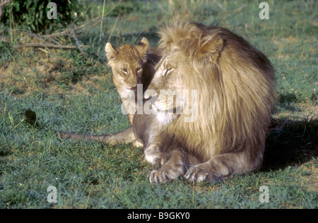 Young lion cub trying to play with senior mature male Masai Mara National Reserve Kenya East Africa Stock Photo