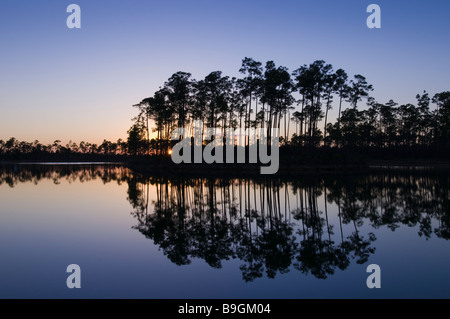 Slash pine forest reflects in lake at sunset in Long Pine Key area Everglades National Park Florida Stock Photo