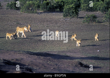 Lioness with seven playful cubs walking and running towards fresh kill Masai Mara National Reserve Kenya East Africa Stock Photo