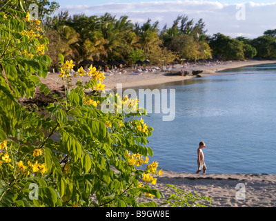 Hotel Maritim Yellow Flowers Beach and Sea at Balaclava Mauritius Stock Photo