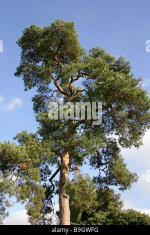 Scots Pine, Pinus sylvestris, Pinaceae. A species of Pine Tree Native to Europe and Asia Stock Photo