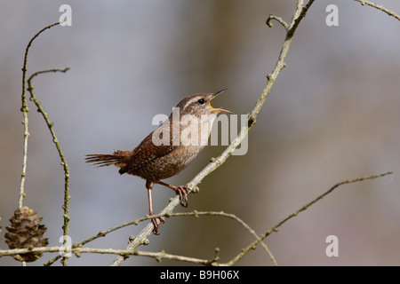 Wren Troglodytes troglodytes singing Stock Photo