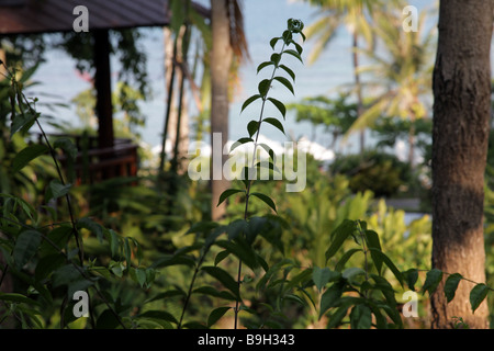 small green sharp leaves with a sea background in thailand Iew on the swimming-pool and the sea by night in a hotel resort in th Stock Photo