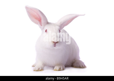 Curious albino rabbit isolated on white background /// bunny Easter cutout cut out red eyes curious sitting cute fluffy fur furry domestic pet Stock Photo