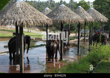 elephants under the shower before of after departure for  ride thailand zoo safari asi koh exotic park tourist tourism holiday Stock Photo