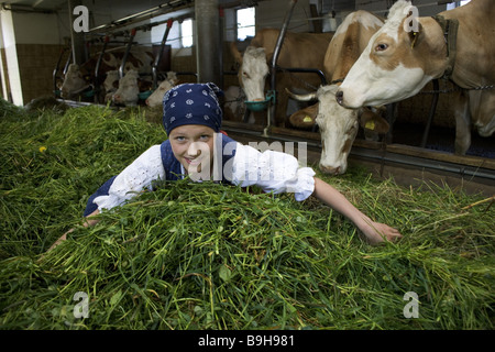girl farm barnstable feeding cows Stock Photo - Alamy