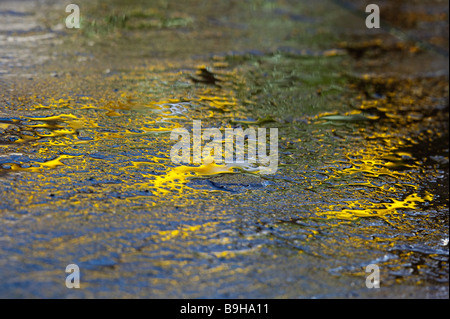 Water on garden paving slabs with reflections of daffodil flowers abstract Stock Photo