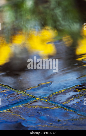 Water on garden paving slabs with reflections of daffodil flowers abstract Stock Photo