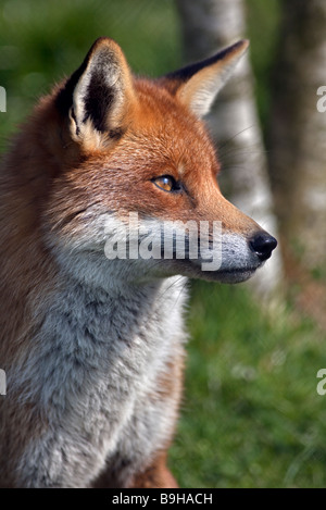 European Red Fox (vulpes vulpes), UK Stock Photo