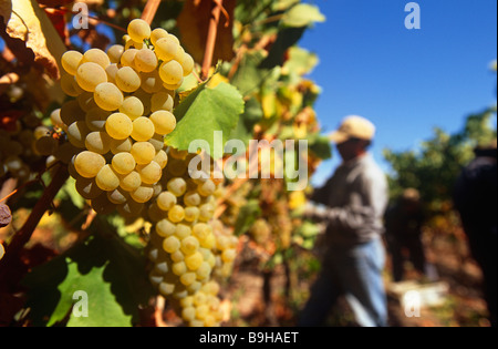 Chile, Region V, Santiago. Harvesting Chardonnay grapes at the Cousino Macul Vineyards, Central Chile. Stock Photo