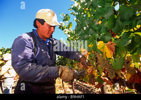 Chile, Region V, Santiago. Harvesting Chardonnay grapes at the Cousino Macul Vineyards, Central Chile. Stock Photo