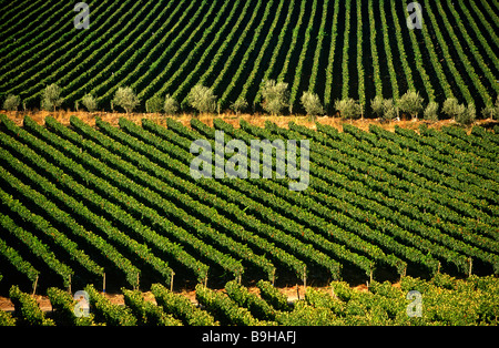 Chile, Region V, Santiago. Cousino Macul Vineyards, Central Chile Stock Photo