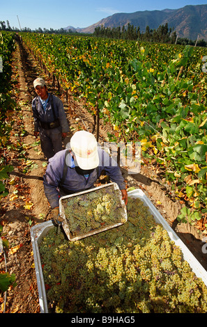 Chile, Region V, Santiago. Harvesting Chardonnay grapes at the Cousino Macul Vineyards, Central Chile. Stock Photo