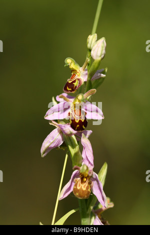 The Bee Orchid Ophrys Apifera seen flowering in Spikes around June July on Disturbed Ground . This orchid occurs in the wild Stock Photo