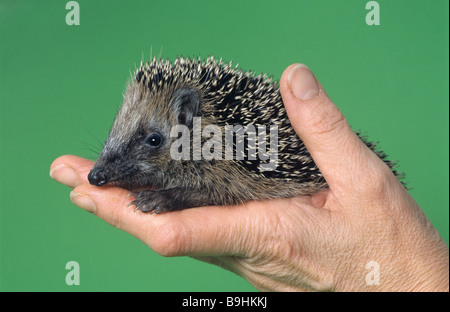 West European Hedgehog (Erinaceus europaeus) on a hand Stock Photo