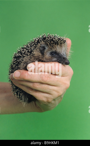 West European Hedgehog (Erinaceus europaeus) on a hand Stock Photo