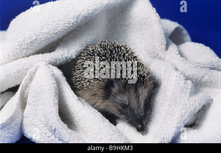 West European Hedgehog (Erinaceus europaeus) on a white towel after bathing Stock Photo