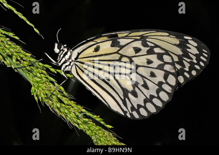 Paper Kite or Rice Paper Butterfly (Idea leuconoe), Malaysia Stock Photo