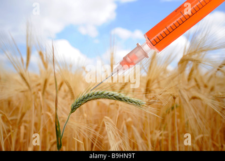 Syringe in a field of barley, symbol for genetically engineered food Stock Photo