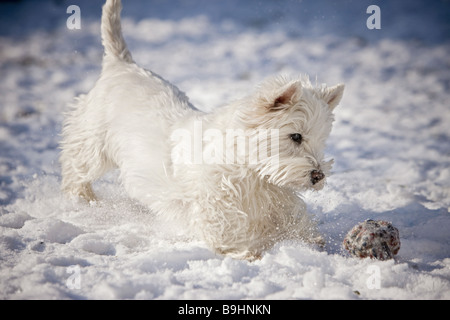 West Highland White Terrier dog - playing in snow Stock Photo