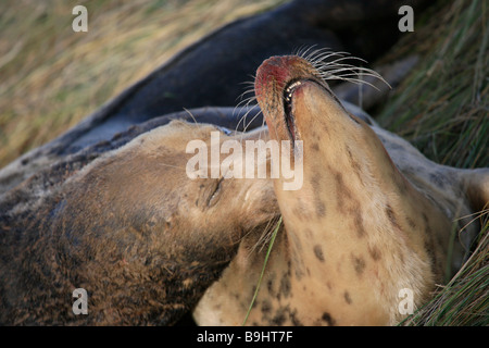 Atlantic Grey Bull Seal biting Female cow for mating Halichoerus grypus Donna Nook Nature Reserve Lincolnshire England UK Stock Photo