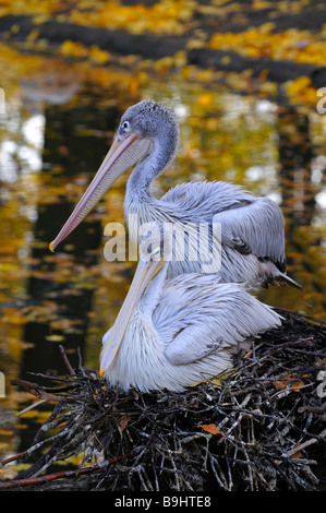 Dalmatian Pelicans (Pelecanus crispus) on a nest Stock Photo