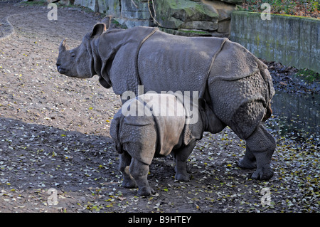 Young Indian Rhinoceros or Great One-horned Rhinoceros (Rhinoceros unicornis) being suckled by its mother, Berlin Zoo, Germany, Stock Photo