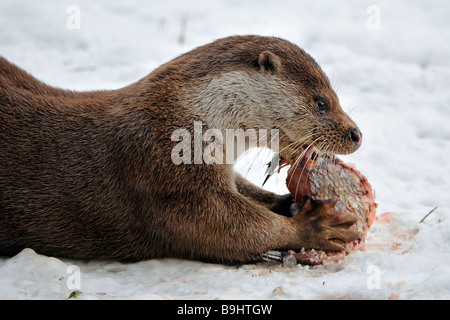 European Otter (Lutra lutra), feeding on fish, playing in the snow