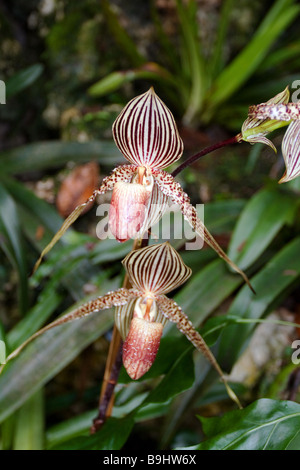 Rothschild's slipper orchids paphiopedilum rothschildanum endemic to  Sabah Malaysia Borneo Stock Photo