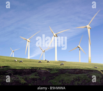 Sheep grazing in Front of Wind Turbines Stock Photo