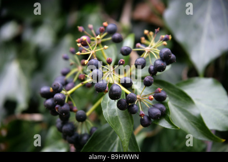 A Cluster of Black Berries, the Fruit of the Ivy, Hedera helix, Araliaceae Stock Photo