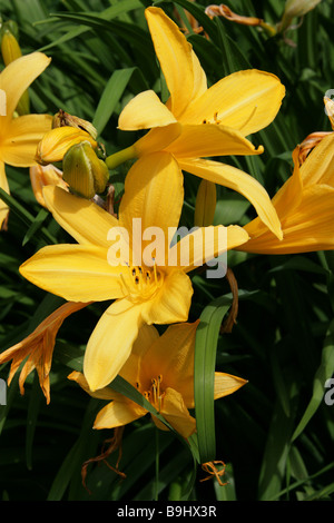 Daylily, Hemerocallis, Hemerocallidaceae. Originally native from Europe to China, Korea and Japan. Stock Photo