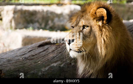 A barbary lion in the Golden Head Park (Parc de la tête d'or) de Lyon, France Stock Photo