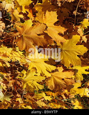 Maple tree (Acer), ahorn leaves in autumn Stock Photo