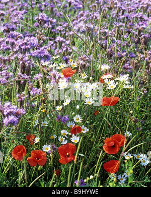 Red Poppy (Papaver rhoeas), Marguerites (Leucanthemum), Phacelia, flower meadow in summer