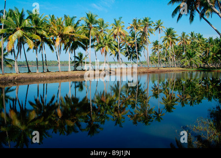 a coconut landscape from kerala backwaters,kerala,india Stock Photo