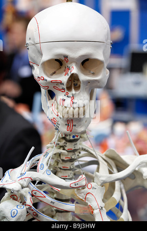 Skull of a human skeleton, frontal, anatomical model of company Erler-Zimmer, Medica 2008, worldwide largest medical trade fair Stock Photo