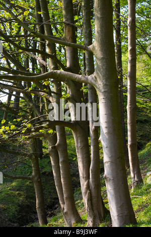 Sycomore Tree Germany Bark of a Sycamore (Acer pseudoplatanus), Upper Bavaria, Bavaria ...