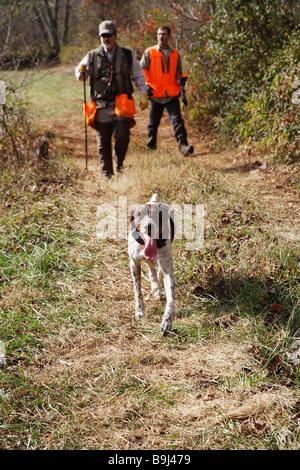 A hunting guide leads a bird dog German short haired pointer and a bird hunter orange with gun along a fence row in search of ga