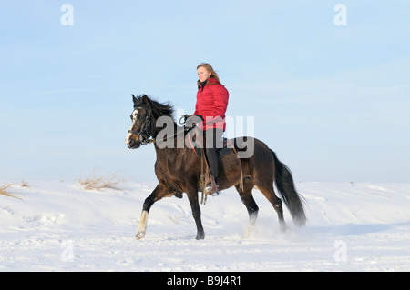 Young rider tölting on back of a Paso Fino horse Stock Photo