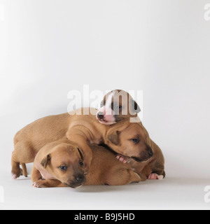 3 1-week-old puppies playing Stock Photo