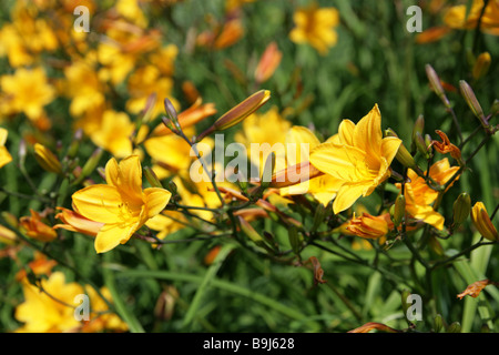 Daylily, Hemerocallis, Hemerocallidaceae. Originally native from Europe to China, Korea and Japan. Stock Photo